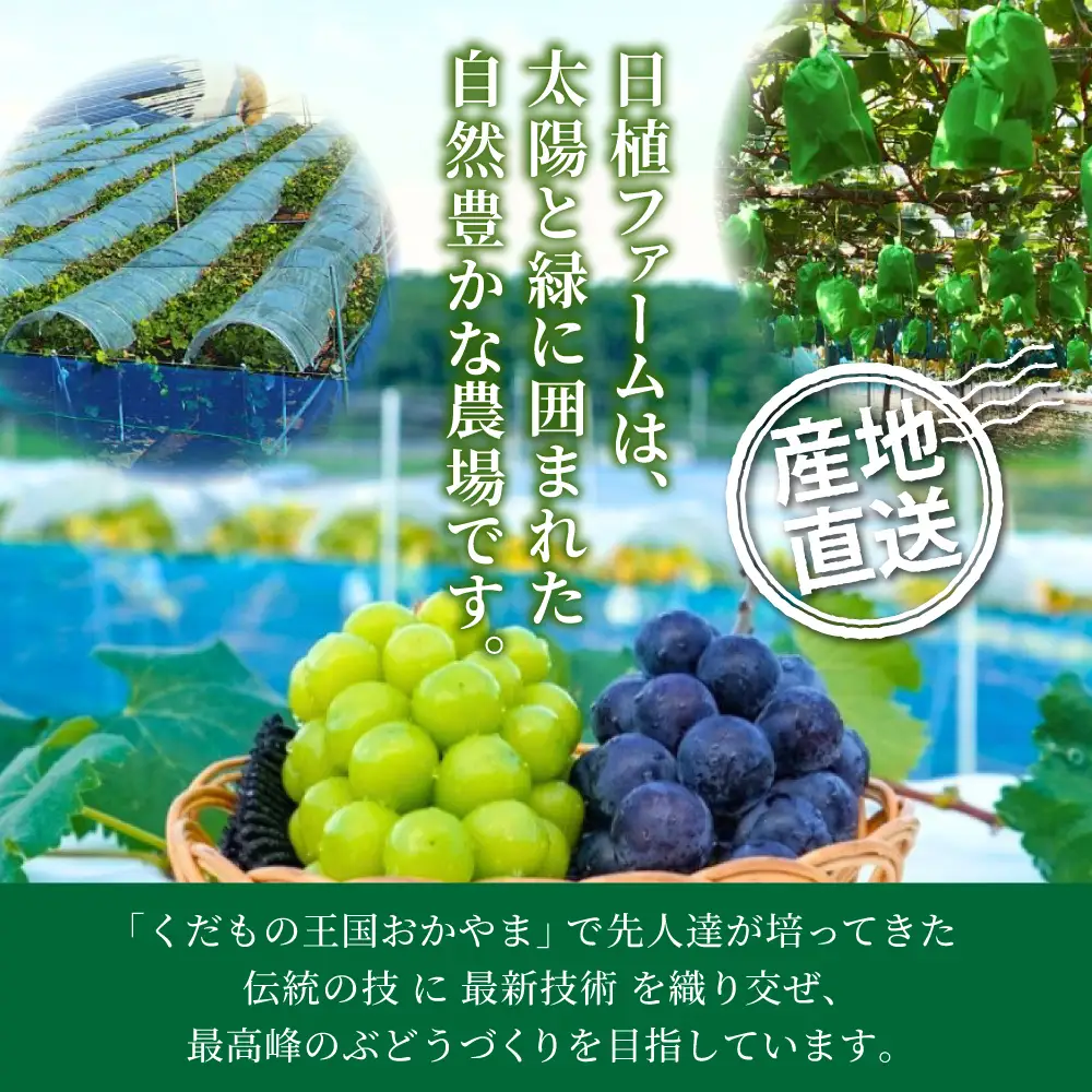 【ふるなびWEEK対象】シャインマスカット 大粒ぶどう詰め合わせ シャインマスカット入り 【nisfarm012-02-f】