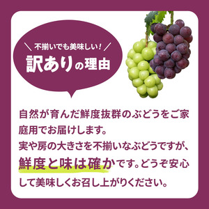 ピオーネ ぶどう 辻葡萄園 ご家庭用 岡山県産 ピオーネ【約2kg】【訳あり・先行予約】