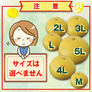 文旦 5kg 家庭用 文旦