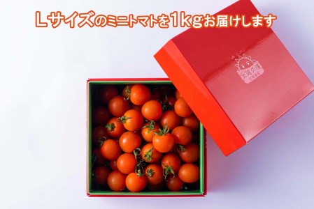 ＜ 9/15までの受付 ＞ 北海道産 ミニトマト 太陽の瞳 L サイズ 1kg 新ひだか町
