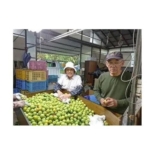 梅干し 国産 南高梅 1.2キロ 塩分20% ／ ひらそ農園の梅干し 1.2kg （塩分約20%）＜004-103＞