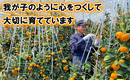 12月発送開始 おひさまきらりん 秀品 約1.5kg 【今村農園】 果物 みかん 期間限定 数量限定 九州 大分県 ＜107-023＞
