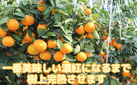【数量限定】おひさまきらりん 生搾り100%ジュース (720ml 2本入)【今村農園】甘い ストレート 果汁 100% オレンジ ジュース みかん ミカン 蜜柑 天草 あまくさ 美味しい ビタミン 九州 大分県 おすすめ フルーツ くだもの 果物 期間限定 数量限定 ＜107-034＞