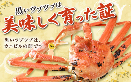 【先行予約】【12月発送限定】茹で越前がに  1杯 1.1kg～1.3kg《新鮮！茹でたてを発送》／ 高級 福井 ブランド ズワイガニ 黄色タグ ボイル 冷蔵 蟹 カニ 期間限定【年内発送 12月23日まで】※2026年12月上旬～2026年12月25日で発送 [aw002-x004_12]