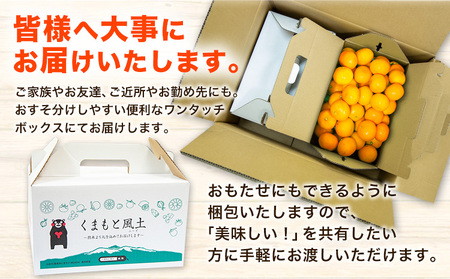 訳あり くまもと 小玉みかん 約5kg みかん 熊本