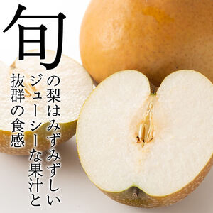 A-138 ＜期間限定！2026年8月中旬～10月上旬の間に発送予定＞梨詰め合わせ(約2.5kg前後)【さくら農園】なし 梨 豊水 フルーツ 果物 期間限定