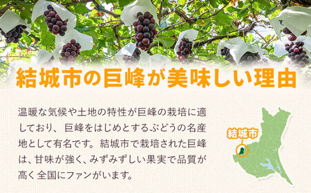 農園直送 温室巨峰 2kg 阿部ぶどう園 《7月中旬-8月末頃出荷》ぶどうぶどうぶどう【配送不可地域あり】