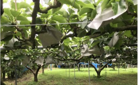【先行予約・数量限定】令和8年発送/山下果樹園の新高梨5kg_1640R