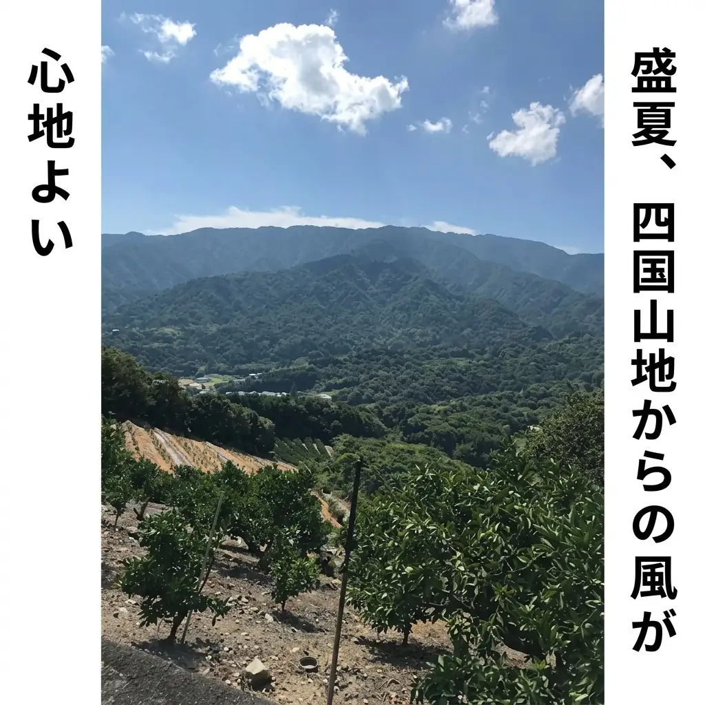 低温貯蔵ハウス不知火　約5kg 果物類 柑橘類 柑橘 フルーツ みかん ミカン