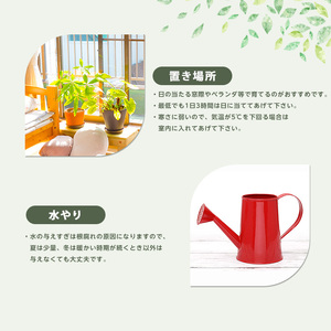 【観葉植物】三本立ち柱サボテン 60cm～80cm Green Farm M IB075-005 観葉植物 ※北海道・沖縄・離島配送不可