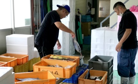 詰合せセットD 海鮮 新鮮土佐魚 海鮮