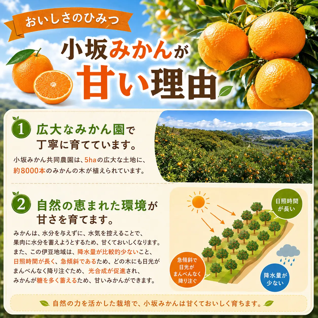 【先行予約・数量限定】みかん農園直送！生産者厳選「小坂みかん」（約9kg）