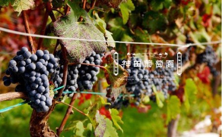 【神田葡萄園】100% ジュース リアスシリーズ 720ml×3本セット 【 ノンアルコール 飲み比べ 飲料 飲み物 ギフト 贈答品 】 RT1406