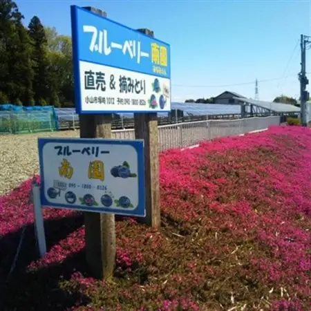 冷凍ブルーベリー1.5kg:大粒完熟【配送不可地域：離島】【1121929】