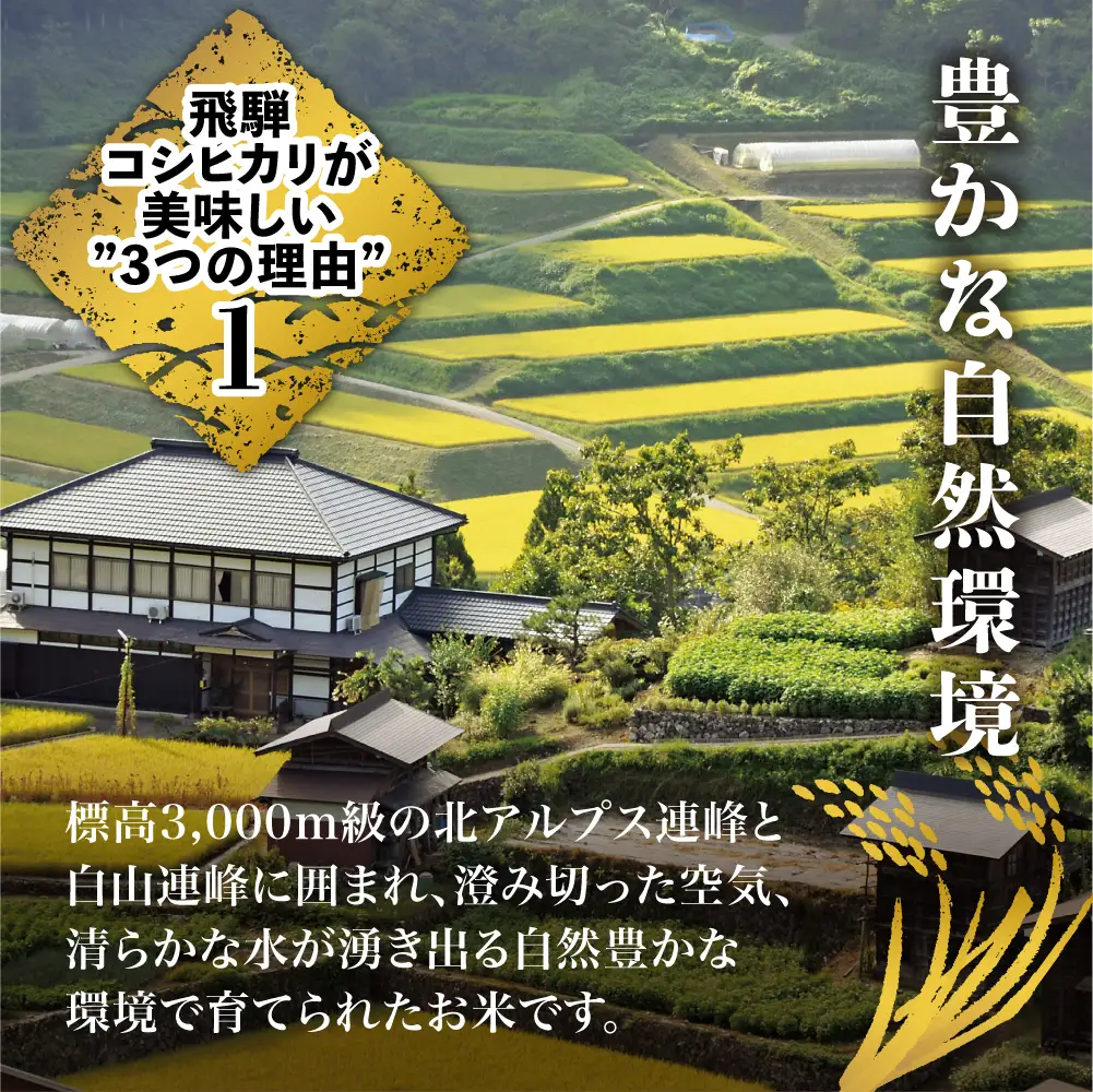 【ふるなび限定】定期便 12ヶ月 令和7年産 飛騨 コシヒカリ 白米 5kg 定期便 JAひだ GS100 FN-Limited-PR