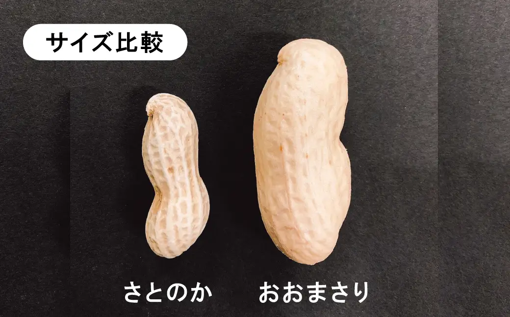 生落花生 おおまさり 2kg とれたて 耕地の美味しい野菜シリーズ第1弾 H132-028