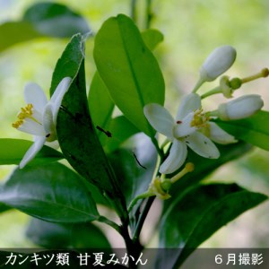 柑橘類 甘夏みかん 3年生 苗木 《訳あり》