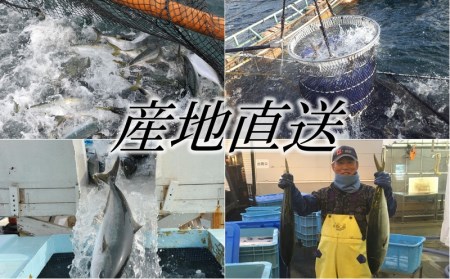 A1-47193／【鹿児島産ぶり冷凍】ぶりスライス3ｐ（刺身・しゃぶしゃぶ用）
