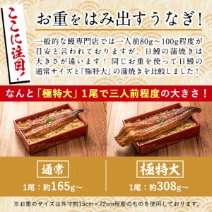 日ノ本一の鰻の蒲焼き＜極特大＞2尾セット(計616g以上) うなぎ 鰻 ウナギ 国産 鹿児島県産 九州産 蒲焼き 冷凍 うな重 ひつまぶし b7-010