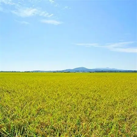 大潟村産あきたこまち　精米10kg  大潟村カントリーエレベーター公社　 【配送不可地域：離島・沖縄県】【1107607】
