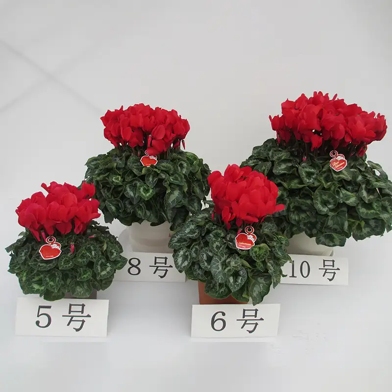 農林水産大臣賞受賞 シクラメン6号鉢（18cm）ますだ農園＜赤・サーモンピンク・ピンク・ピアス・紫＞から状態の良いものをお届け【お届け11月～12月】F4N-2805