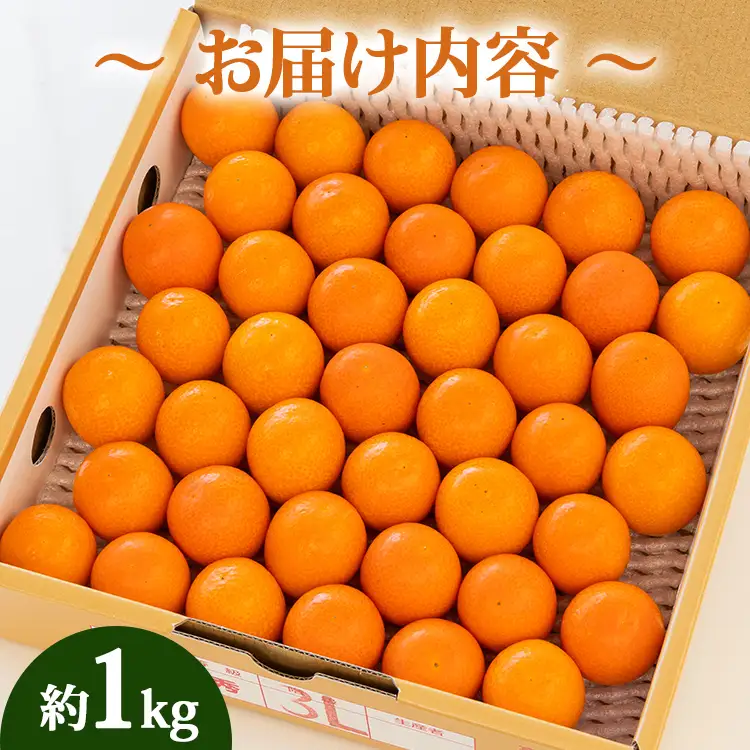 【先行受付】きんかん 約1kg 完熟 きんかん ku-0032