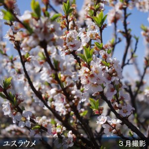 ユスラウメ(山桜桃) 2年生 苗木 ＜すだ農園＞