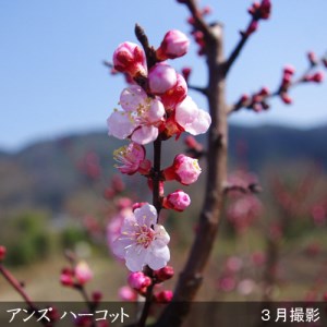アンズ(杏) ハーコット 2年生 苗木 ＜すだ農園＞