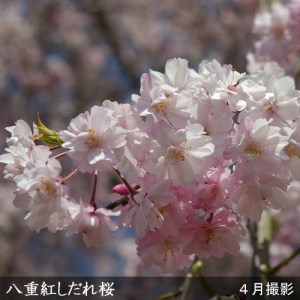 サクラ(桜) 八重紅しだれ桜 2年生 苗木＜すだ農園＞
