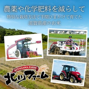 【寄附額見直しました】 米 定期便 5kg 4ヶ月連続 近江米 ミルキークイーン 令和7年産 こめ