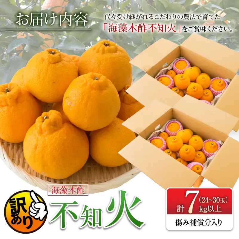 先行予約 訳あり 海藻木酢 不知火 計7kg以上 傷み補償分入り_BD129-26