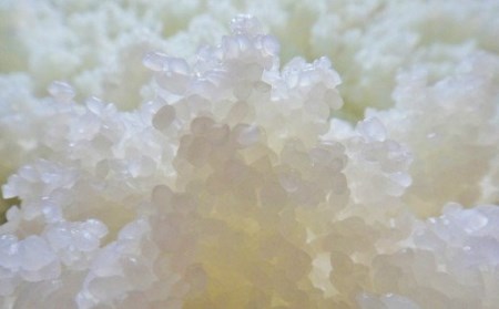 H4-01A壱醸 無濾過純米酒 720ml（長岡市旧栃尾地区棚田産越淡麗100%）【越銘醸】