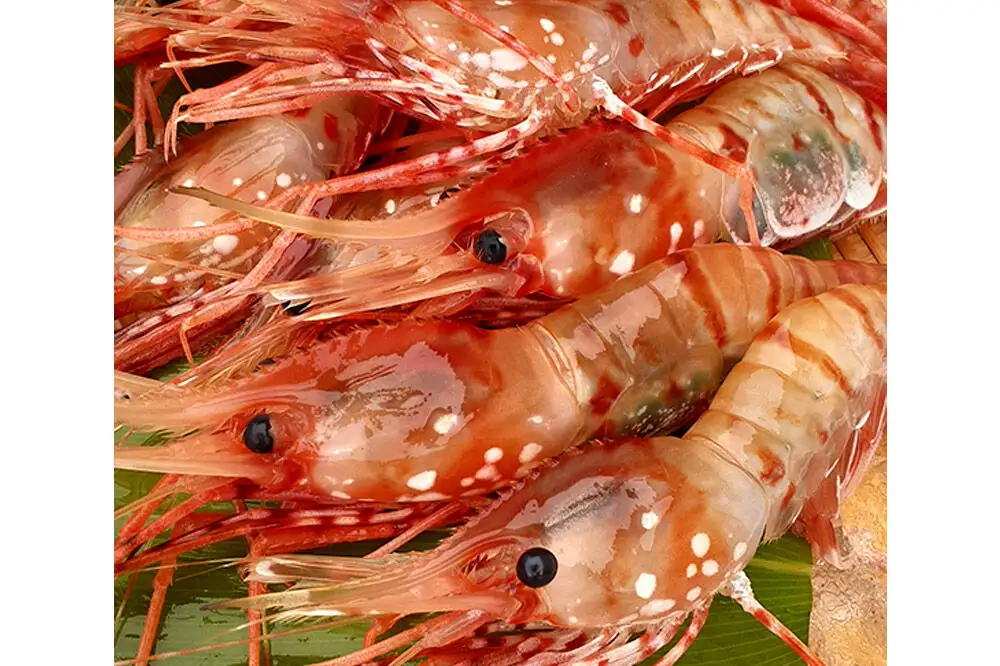 産地直送 ボタンエビ 約1kg！ ぷりっぷりでとろける甘さ お刺身や海鮮丼に 秋田県 男鹿市 萬漁水産