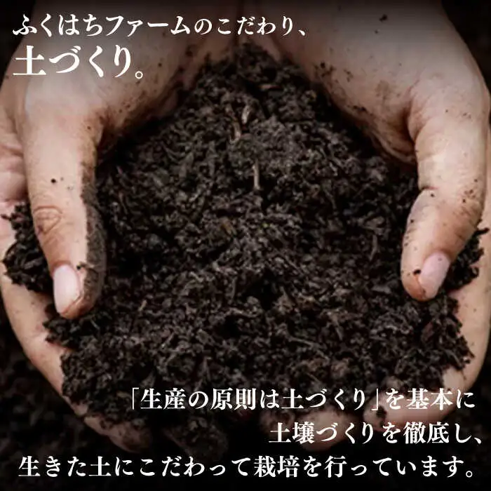 囲い生姜 約 1kg / ショウガ 南島原市 / ふくはちファーム / 福島農園 [SBS009]