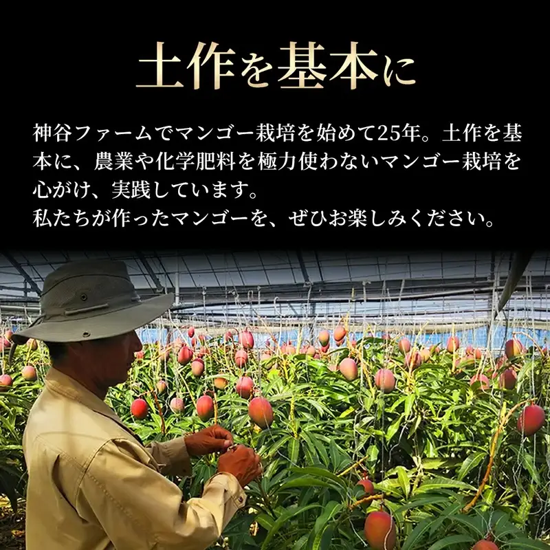 【化粧箱入】【先行受付・2026年発送】神谷ファームのマンゴー（極）約1Kg - 先行予約 沖縄県産 産地直送 南国フルーツ 旬の味覚 季節の果物 贈り物 ギフト 沖縄県 八重瀬町