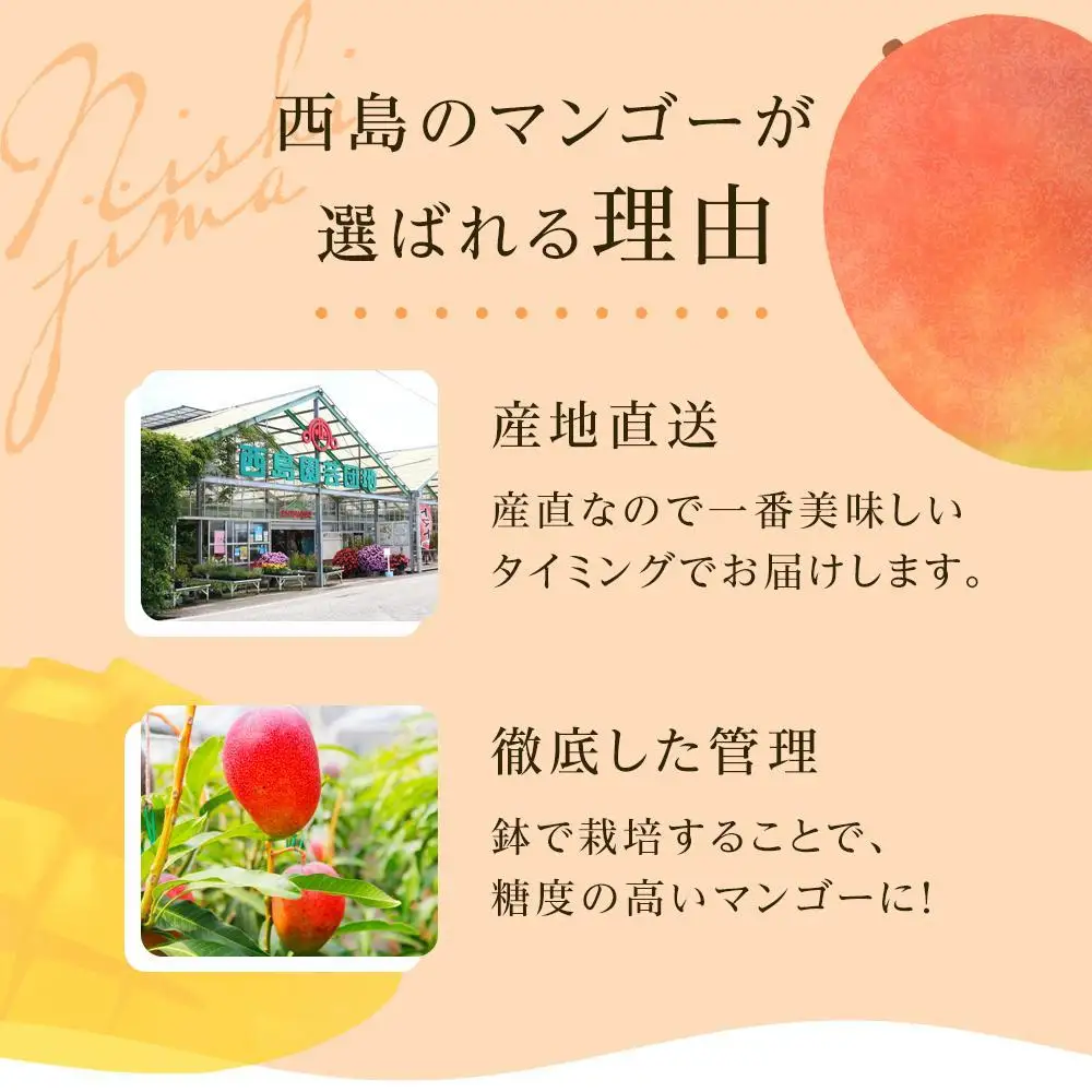 【先行予約 2027年発送】完熟マンゴー 2個～3個 0.8g～1kg | アップルマンゴー