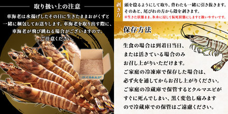 【予約受付中・8月頃より順次発送】活クルマエビ 500g　【活き発送】　※説明文をご確認ください