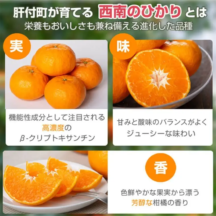 ＜先行予約＞ 西南のひかり(2.5kg×1ケース) 鹿児島 国産 みかん 柑橘 フルーツ【JA鹿児島きもつき高山支所】P18001