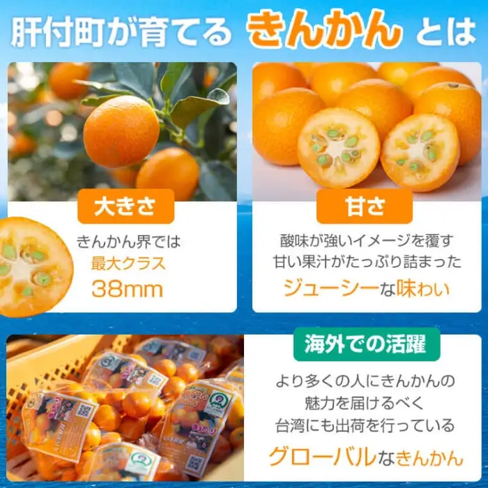 ＜先行予約＞ 完熟ハウスきんかん 約3kg×1ケース 鹿児島 国産 柑橘 金柑 フルーツ【JA鹿児島きもつき高山支所】A18004