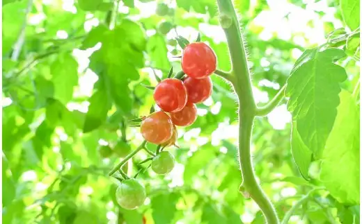 【2027年発送】衝撃の一粒!!奇跡のさくらんぼミニトマト(プチぷよ) 約1kg 野菜ソムリエサミット 金賞 受賞 長田農園 産地直送 トマト とまと 野菜 やさい フルーツ サラダ 濃厚 甘い ご褒美 プレゼント 美容 健康 リピート多数 人気 高評価 数量限定 碧南市 H004-180_Apr