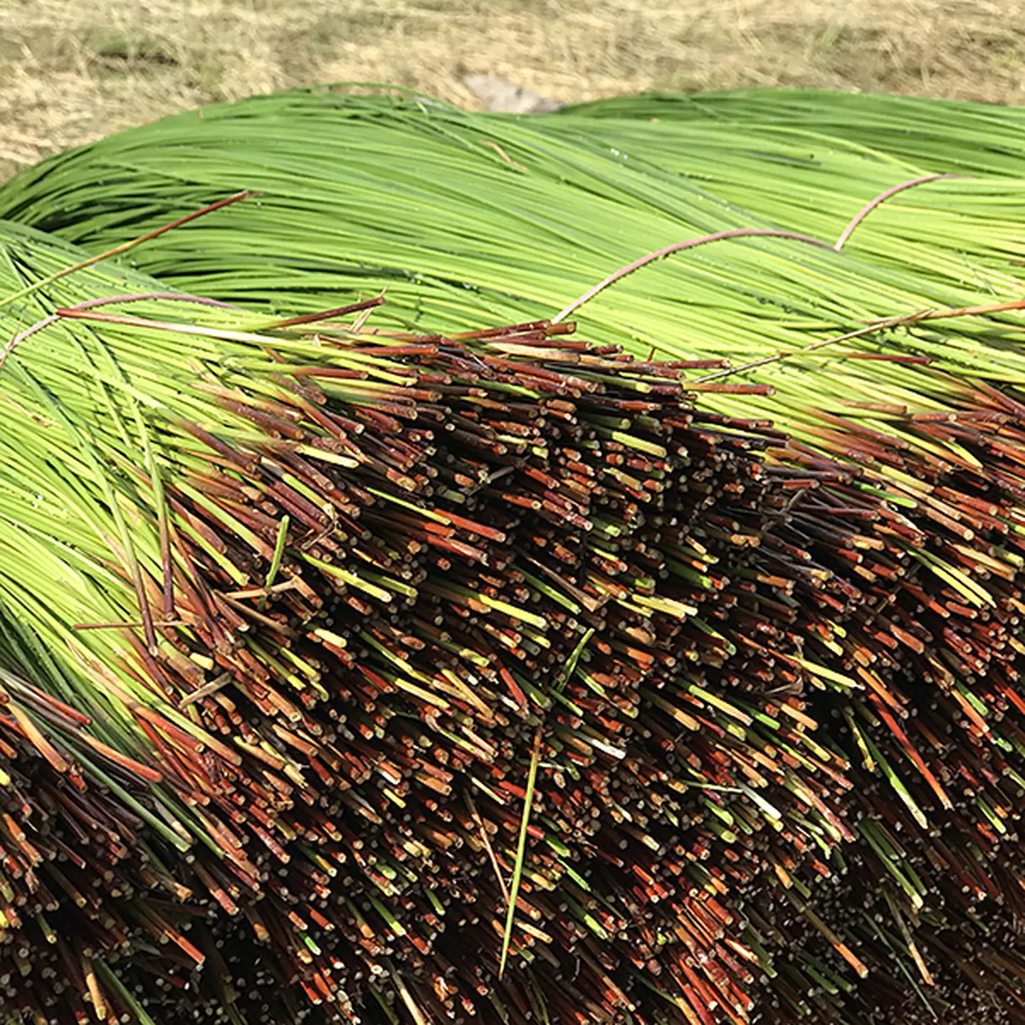 佐賀県産い草置き畳 82cm角1枚セット：B360-003