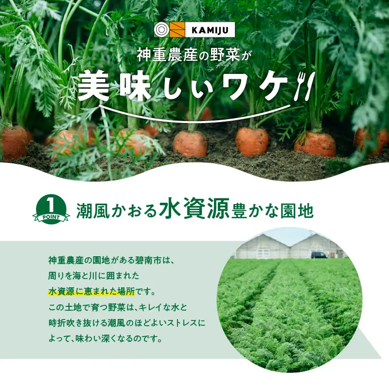 【5/31まで受付】(2027年発送) ≪『満天☆青空レストラン』で紹介されました！≫新玉ねぎ 生がおいしい 神重農産のブランド玉ねぎ「旬玉」10kg ブランド玉ねぎ 玉ねぎ 国産 愛知県産 野菜 やさい 農家直送 畑直送 旬 期間限定 たまねぎ 旬 特産 高評価 高リピート 人気 H105-221