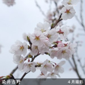 サクラ(桜) 染井吉野(ソメイヨシノ) 2年生 苗木 ＜すだ農園＞ | 京都府