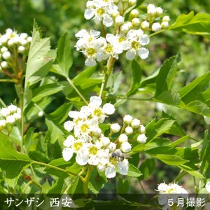 ＜すだ農園＞大苗 サンザシ(山査子)(品種おまかせ) 苗木