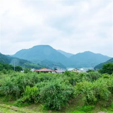 【2027年7月発送】朝どれ「生ブルーベリー」詰め合わせ〈1kg〉【栽培期間中農薬・化学肥料未使用】【配送不可地域：離島】【1210660】