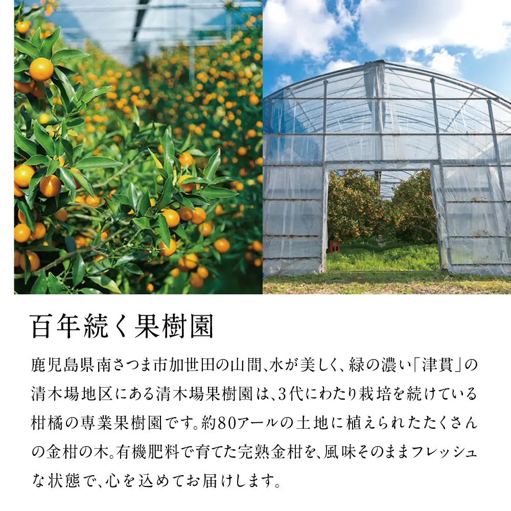 完熟 金柑 黄金丸 約2kg（L～2L） 果物 フルーツ