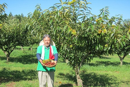 丹波栗 1kg 3L / 栗 チルド熟成