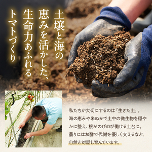 トマト 中玉 よしよし畑 農家直送 トマト【800g〜1kg】
