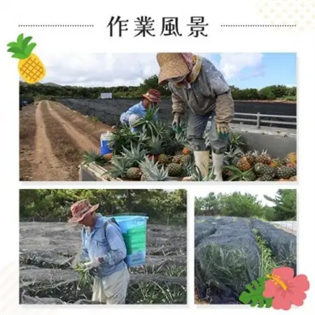 【2026年7月から順次発送】パイナップルの王道 Nパイン4玉【配送不可地域：離島】【1584608】