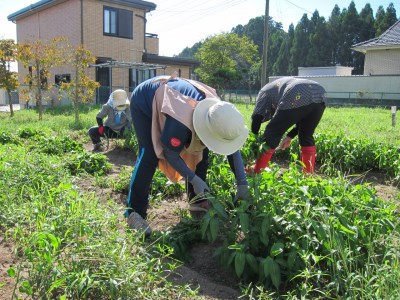 藍染めストール【数量限定】ストライプショール房付き（絹）ならは藍染め会【ギフトラッピング ストール 藍染め 絹】福島県 楢葉町